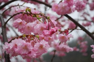 20150402雨の日も杜の遊歩道　桜編　シダレザクラ (1)